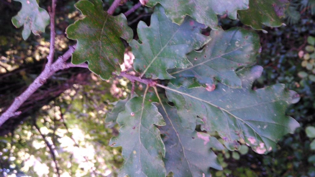 quercia di identificare